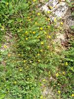 Anthyllide vulneraire (1) (Photo F. Mrugala)